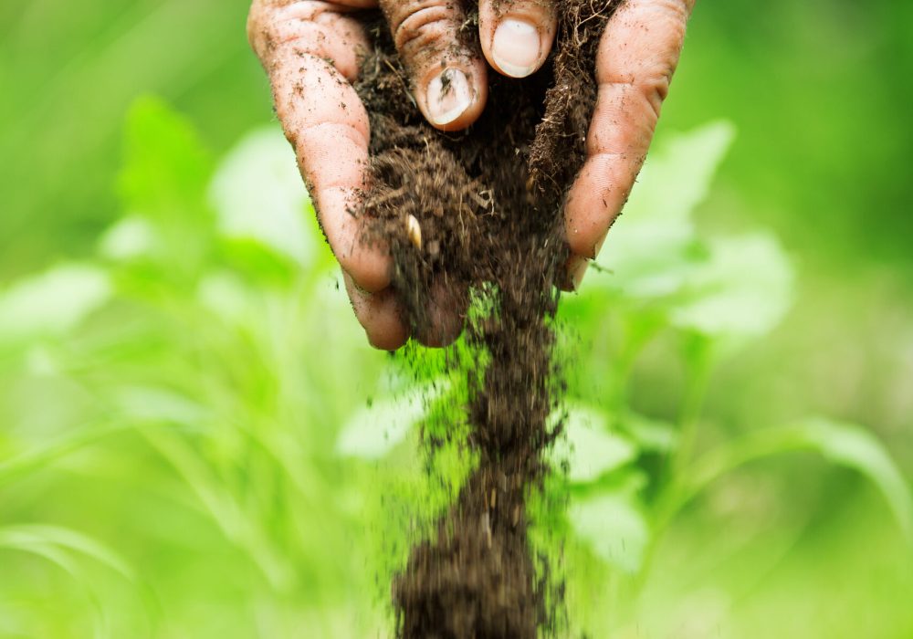 Woman's hands with flower soil